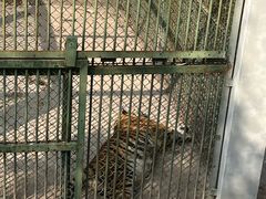 -合肥野生动物园