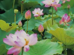 -长田漾湿地公园