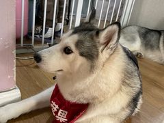 -Husky Go! 哈士奇体验馆·宠物咖啡厅狗咖