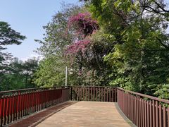 -王借岗森林公园