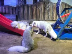 -芜湖新华联大白鲸海洋公园