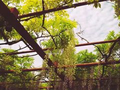 -嘉定紫藤园