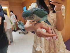 -帕帕拉兹宠物(亚洲旗舰店)