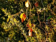 -上海佘山国家森林公园西佘山园