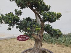 -上海醉白池公园