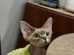 -纳吉亚猫专科动物医院博雅分院