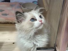 -屋虎猫馆(宝安大仟里店)