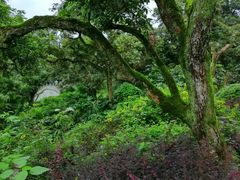 -张坝桂圆林公园