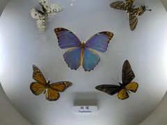 -上海大自然野生昆虫馆
