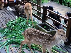 -西双版纳傣族园