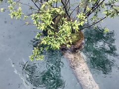 -九寨沟-树正沟