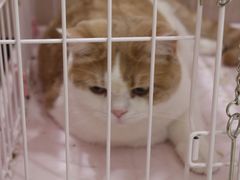 -藏猫猫咖啡主题馆(中央大道店)