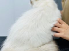 -爱洗澡的猫(天河路店)