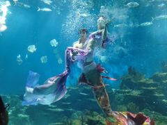 -海合安武汉极地海洋公园