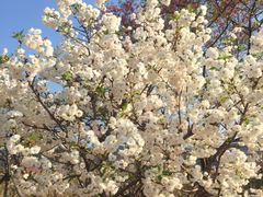 -天适樱花悠乐园