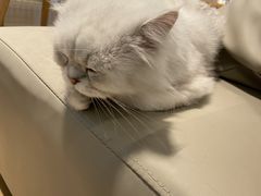 -猫腻·猫咖·撸猫馆(星光大道店)