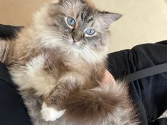 -怪兽屋·羊驼·猫咖·狗咖(俊华广场店)