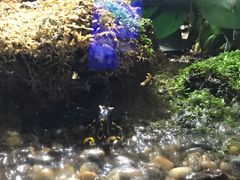 -暹罗海洋世界
