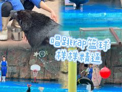 -灵玲国际马戏城