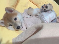 -逗柴咖啡屋·狗咖猫咖宠物桌游