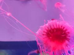 -欢乐海岸海洋奇梦馆