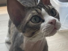 -伟伟宠物医院·CT影像中心·瑞派犬猫综合性门诊(汉口总院)