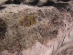 巴顿背上惨不忍睹的皮肤病-康乐宝动物医院