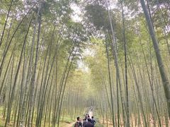 -大奇山国家森林公园