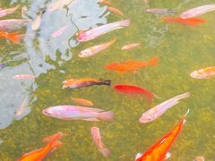 -南宁荔园维景国际酒店·荔园中餐厅