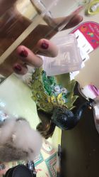 -孔雀手美甲美睫护理