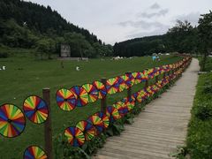 -武陵山森林公园