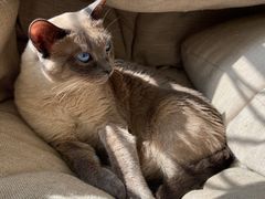 -滚猫咖啡·猫咖·猫友好撸猫(未来城店)