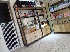 -柚子猫舍·精品猫舍购猫·猫咪认养·购宠·宠物店
