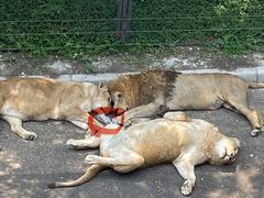 -大连森林动物园