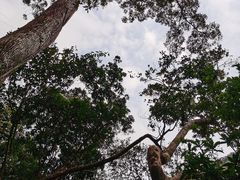 -海南热带雨林国家公园吊罗山景区