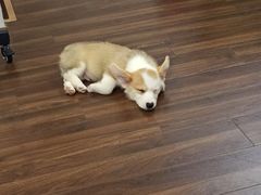 -柯斗斗主题餐厅·狗咖·围炉煮茶·茶饮(国瑞升平里店)