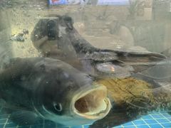 -浔味·山屿湖·正宗淳牌全鱼宴老字号