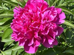 -黑龙江省森林植物园