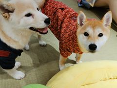 -逗柴咖啡屋·狗咖猫咖宠物桌游
