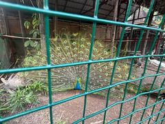 -西双版纳总佛寺
