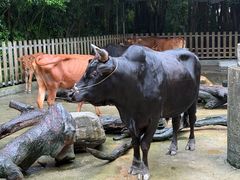 -广州长隆飞鸟乐园