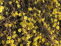 -永定河休闲森林公园