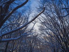 -北海道神宫
