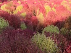 -天津东丽湖风景区