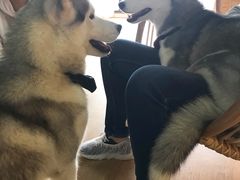 -Husky Go! 哈士奇体验馆·宠物咖啡厅狗咖