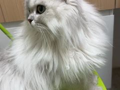 -谐和益家动物医院·免疫绝育·血液透析·宠保定点医院(高新伊藤分院)