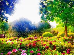 -莲花池公园