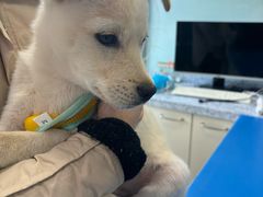 -瑞派申生动物医院·24H夜诊·国际动物医疗中心·骨外科(吴中路店)