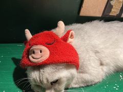 -猫儿山۰猫主题餐厅