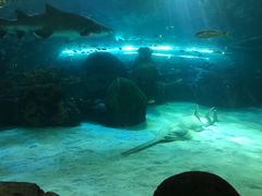 -瑞普利水族馆